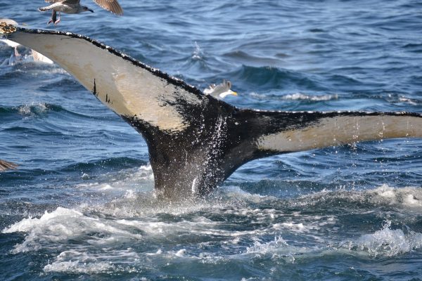 Des excursions en mer pour toute la famille dans le Massachusetts