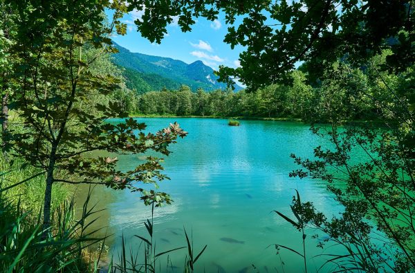 Week end pêche : comment amorcer avec un bateau amorceur pour la carpe ?